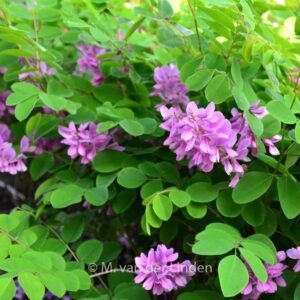 Indigofera kirilowii