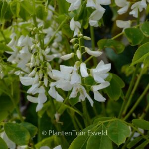 Indigofera kirilowii var. alba