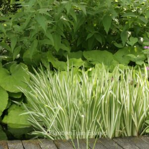 Iris ensata 'Variegata'