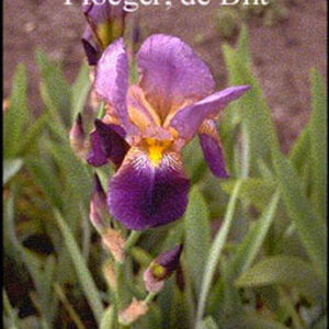 Iris germanica 'Lent A. Williamson'