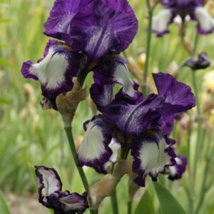 Iris germanica 'Stepping Out'
