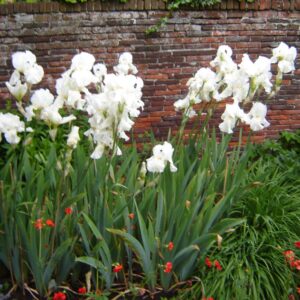 Iris germanica 'White Knight'
