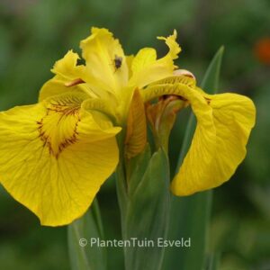 Iris pseudacorus