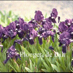 Iris pumila 'Atroviolacea'
