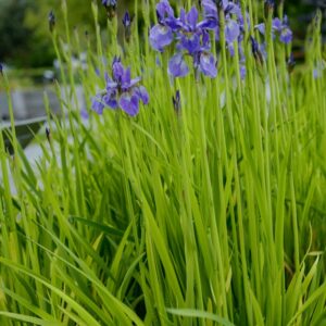 Iris sibirica 'JF1' (FRAN'S GOLD)