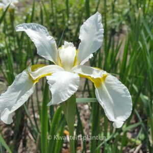 Iris sibirica 'Snow Queen'