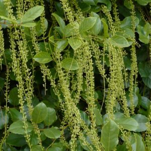 Itea ilicifolia