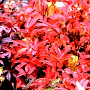 Itea virginica 'Henry's Garnet'