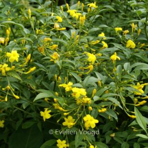 Jasminum humile 'Revolutum'