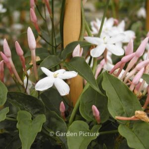 Jasminum polyanthum