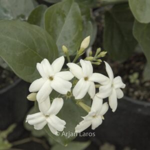 Jasminum sambac