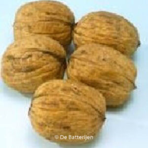 Juglans regia 'Buccaneer'