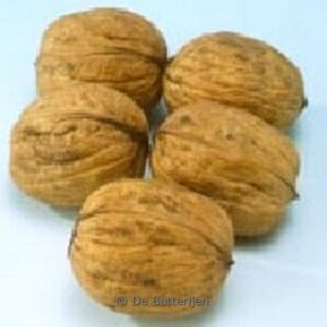 Juglans regia 'Plovdivski'