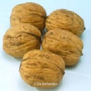 Juglans regia 'Rita'