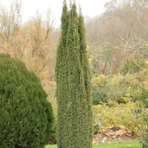 Juniperus communis 'Arnold'