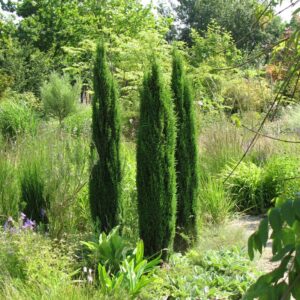 Juniperus communis 'Compressa'