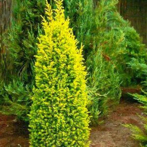 Juniperus communis 'Gold Cone'