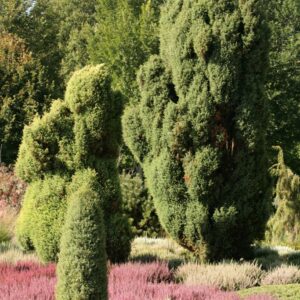 Juniperus communis 'Hibernica'