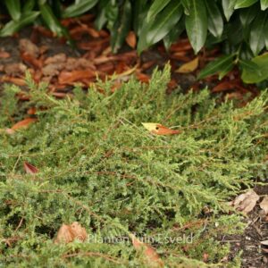 Juniperus communis 'Hornibrookii'