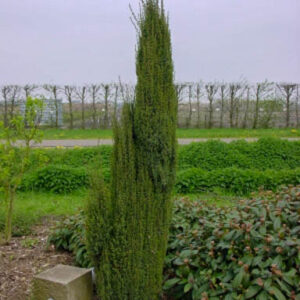 Juniperus communis 'Sentinel'