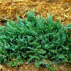Juniperus horizontalis 'Blue Chip'