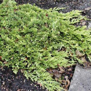 Juniperus horizontalis 'Golden Carpet'