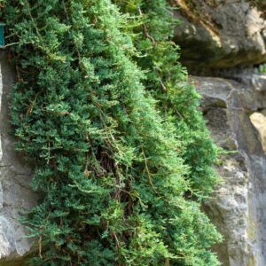 Juniperus horizontalis 'Wiltonii'