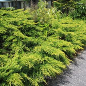 Juniperus pfitzeriana 'Old Gold'