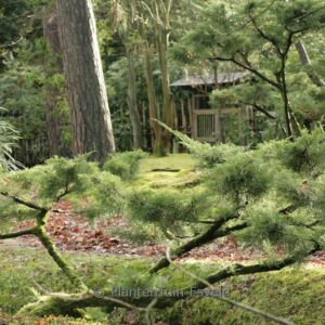 Juniperus pfitzeriana 'Wilhelm Pfitzer'