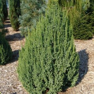 Juniperus pingii 'Loderi'