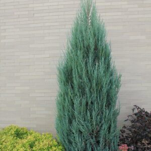 Juniperus scopulorum 'Blue Arrow'