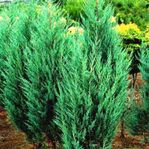 Juniperus scopulorum 'Moonglow'
