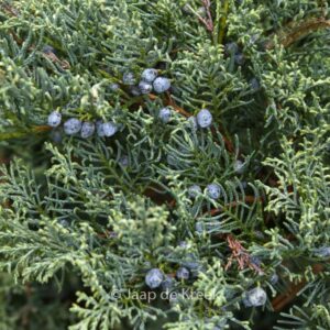 Juniperus virginiana 'Grey Owl'