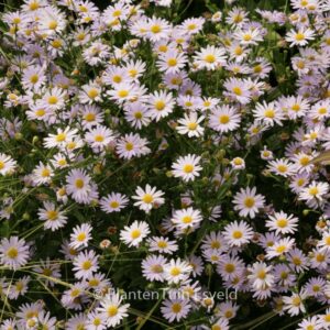 Kalimeris incisa 'Blue Star'