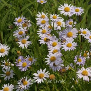 Kalimeris incisa 'Charlotte'