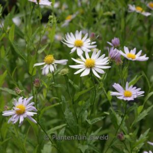 Kalimeris incisa 'Juergen Wever'