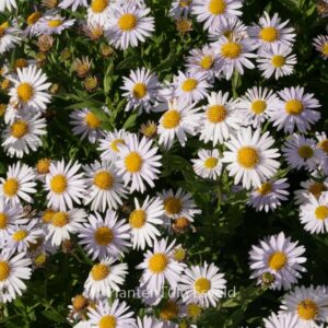 Kalimeris incisa 'Madiva'