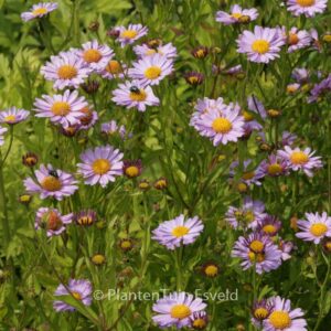 Kalimeris mongolica 'Antonia'