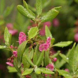 Kalmia angustifolia 'Compacta'