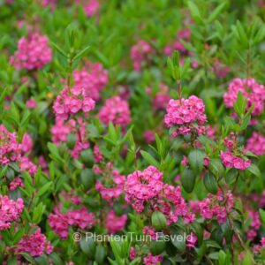 Kalmia angustifolia 'Rubra'