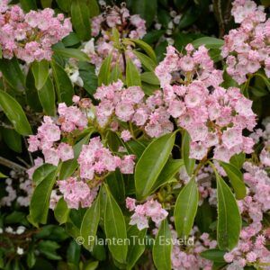 Kalmia latifolia