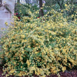 Kerria japonica 'Golden Guinea'