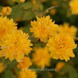 Kerria japonica 'Pleniflora'