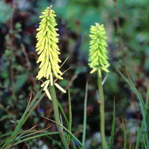 Kniphofia 'Little Maid'