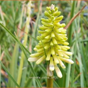 Kniphofia citrina