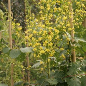 Koelreuteria paniculata 'Orange Lantern'
