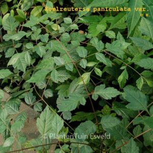 Koelreuteria paniculata var. apiculata