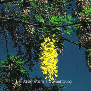 Laburnocytisus adamii