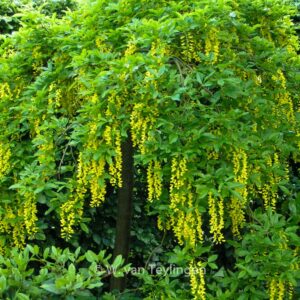 Laburnum alpinum 'Pendulum'