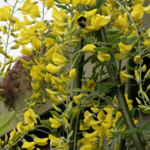 Laburnum anagyroides